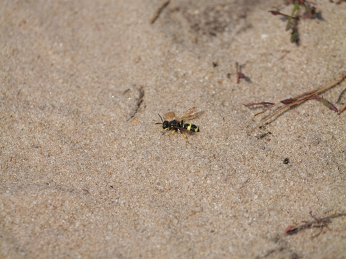 Ornate-tailed Digger Wasp, 5851 Afferden, Niederlande, photo 7 of 10