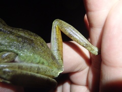 Boana xerophylla