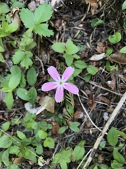 Phlox adsurgens