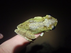 Boana xerophylla