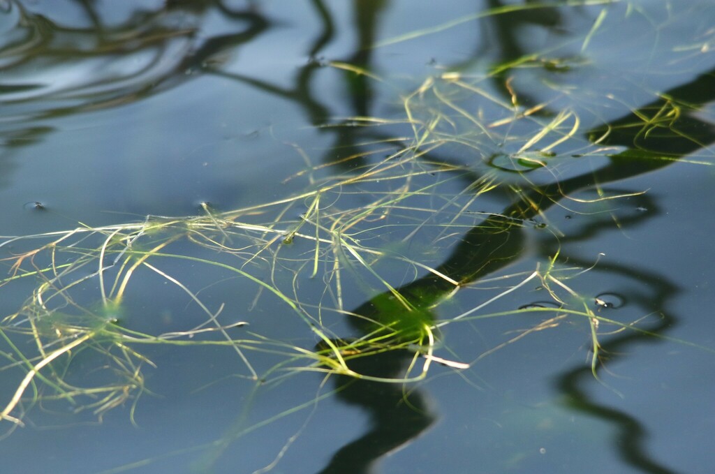 Horned Pondweed