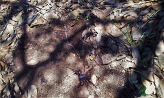 Mastigoproctus mexicanus