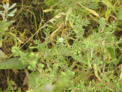 Rhopalomyia crassulina