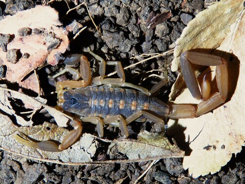 Photo of Striped Bark Scorpion