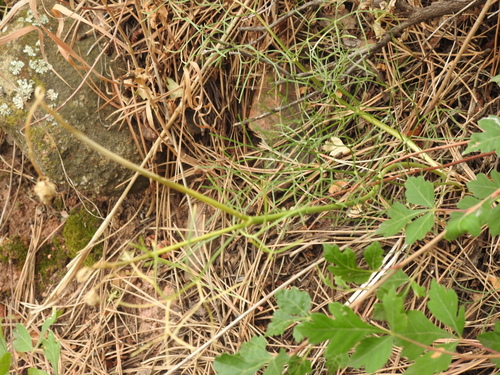 Image of Harbouria trachypleura by no rights reserved