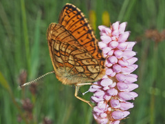 Boloria eunomia