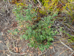 Correa reflexa scabridula