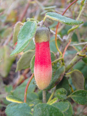 Correa reflexa scabridula