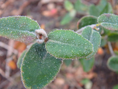 Correa reflexa scabridula
