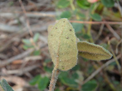 Correa reflexa scabridula