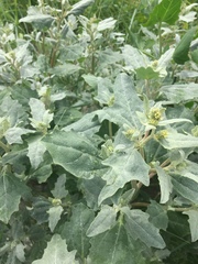 Atriplex laciniata
