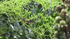 Sataspes xylocoparis
