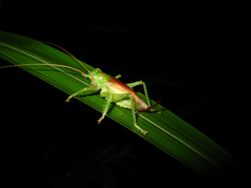 Radigryllacris