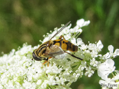 Helophilus latifrons