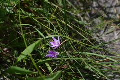 Calopogon tuberosus tuberosus