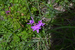 Calopogon tuberosus tuberosus