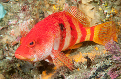 Hypoplectrodes nigroruber