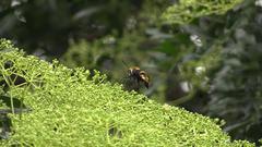 Sataspes xylocoparis