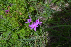 Calopogon tuberosus tuberosus