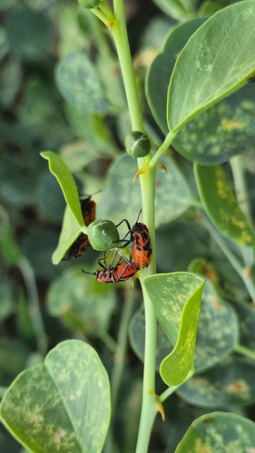Spectacular Cabbage Bug
