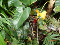 Philodendron erubescens