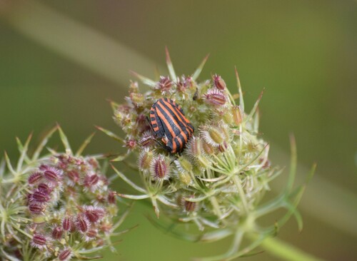 Graphosoma italicum italicum