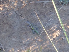 Cnemidophorus lemniscatus