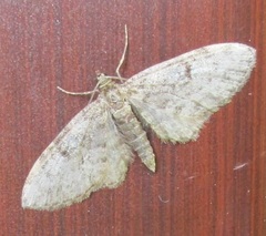 Eupithecia tantillaria