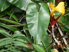Philodendron erubescens