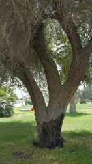 Ziziphus jujuba