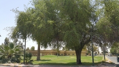 Ziziphus jujuba