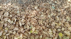 Ziziphus jujuba