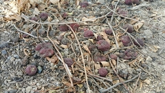 Ziziphus jujuba
