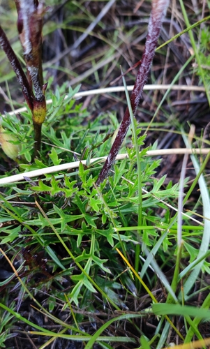 Image of Knowltonia tenuifolia by (c) Andreas Schneider, some rights reserved (CC BY)