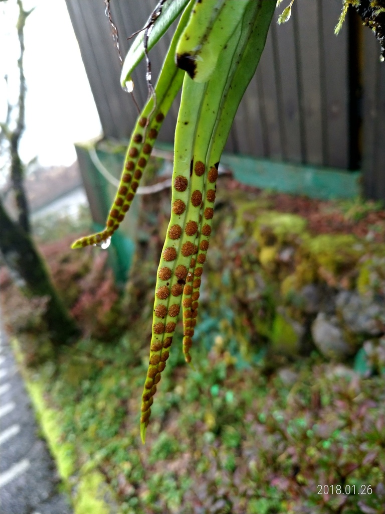 Lepisorus heterolepis