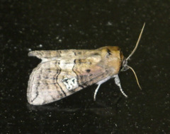 Tethea ocularis