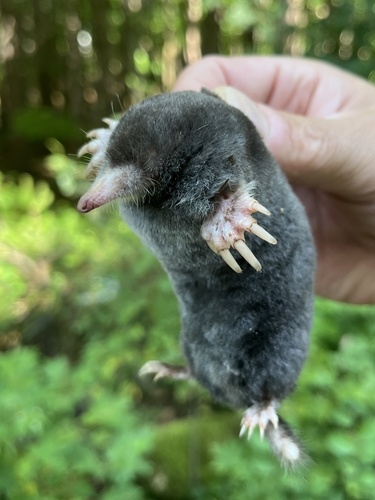 Hairy-tailed Mole
