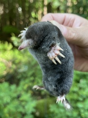 Hairy-Tailed Mole photo 3