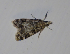 Eudonia delunella
