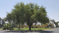 Ziziphus jujuba