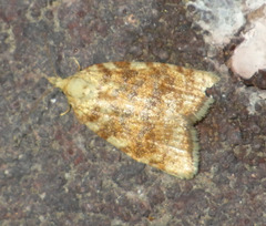 Aleimma loeflingiana