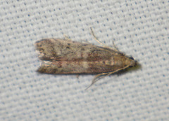 Ephestia elutella