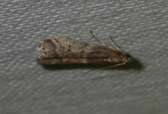 Ephestia elutella
