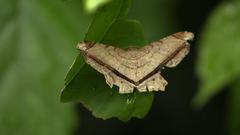 Chiasmia ozararia