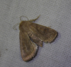 Hoplodrina octogenaria