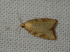 Aleimma loeflingiana