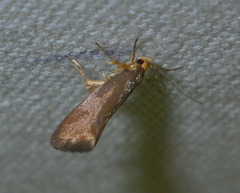 Crassa unitella