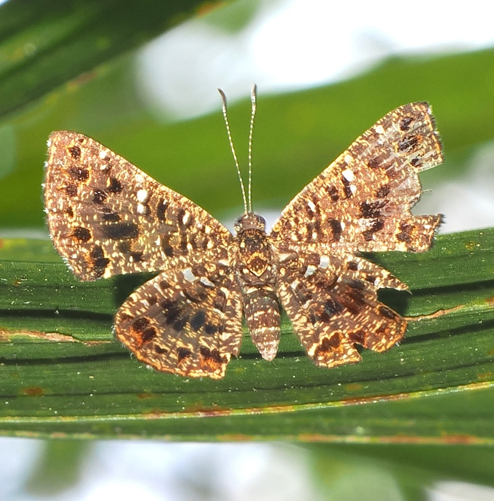 Calydna candace