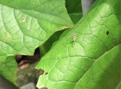 Chrysosoma globiferum