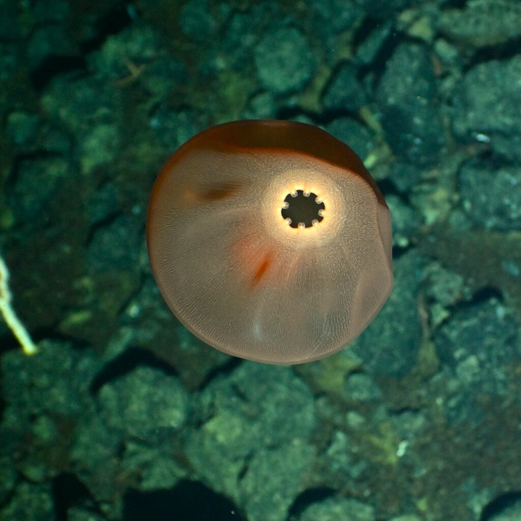 Deepstaria